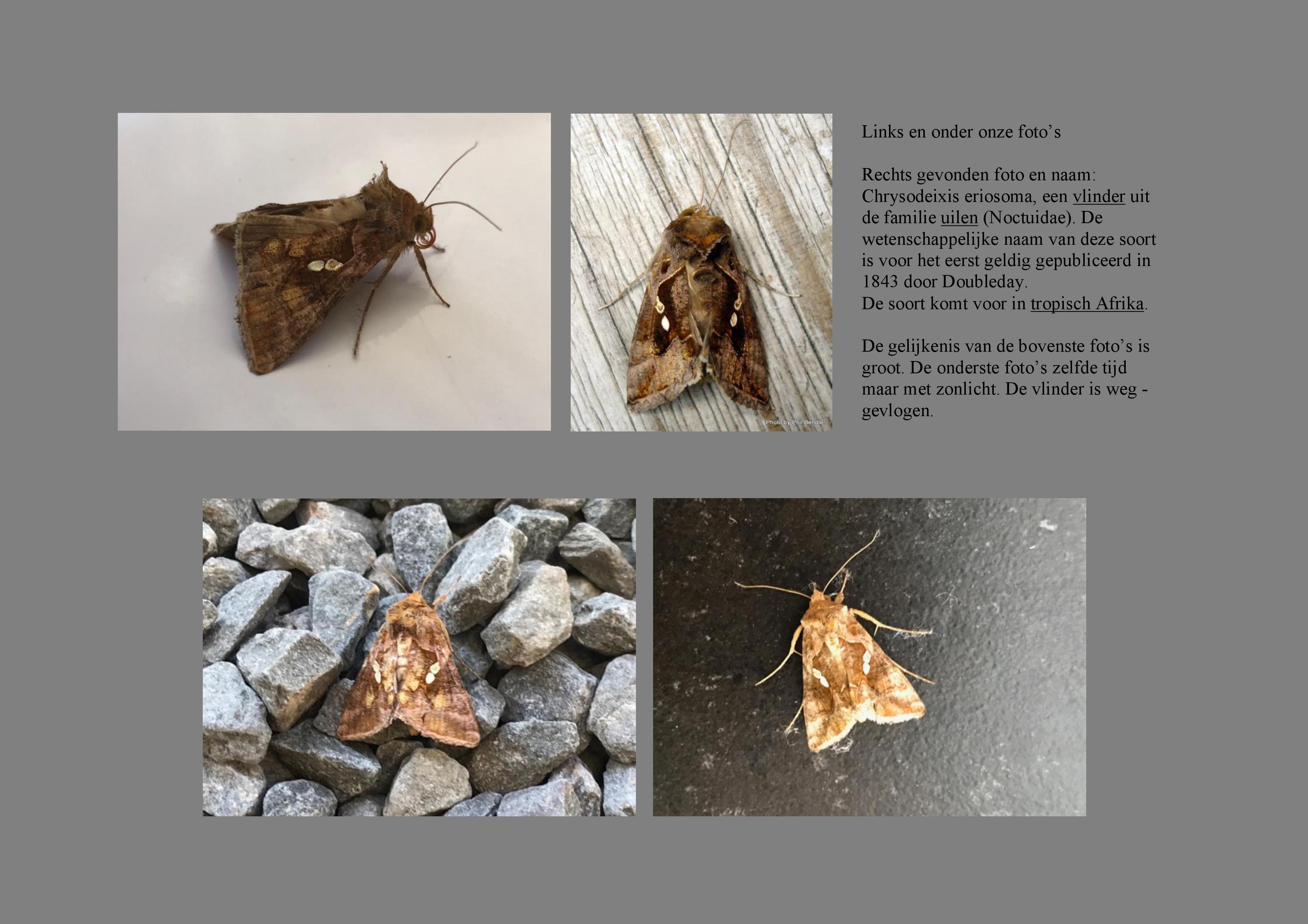 Chrysodeixis eriosoma ?